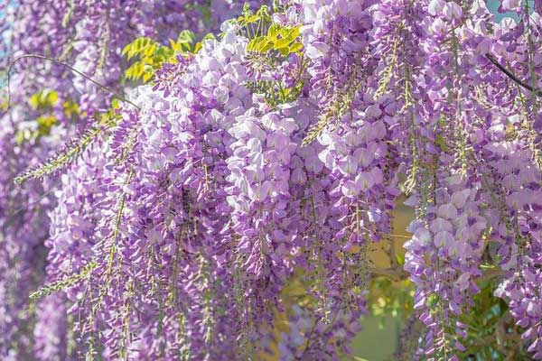 藤の花の写真